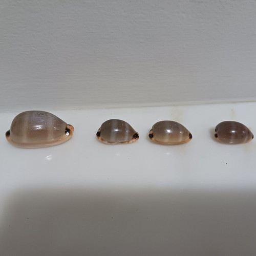 Lurida cowries set of 4, shiny, new