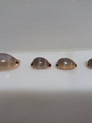 Lurida cowries set of 4, shiny, new