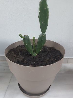 Cactus 50 cm height in large pot with drainage holes
