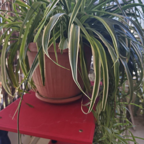 Spider Plant Chlorophytum comosum new with many offshoots