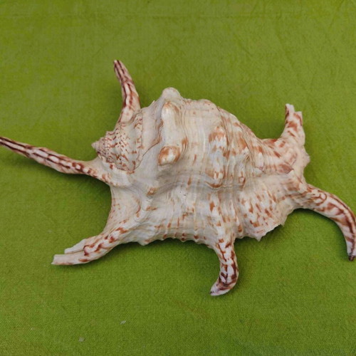 Natural spider conch shell used, 21cm