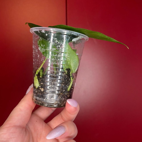 Philodendron Scandens rooted cuttings with new growth