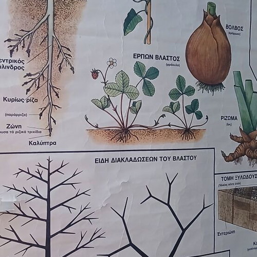 Vintage Botanical School Chart used, 75 cm