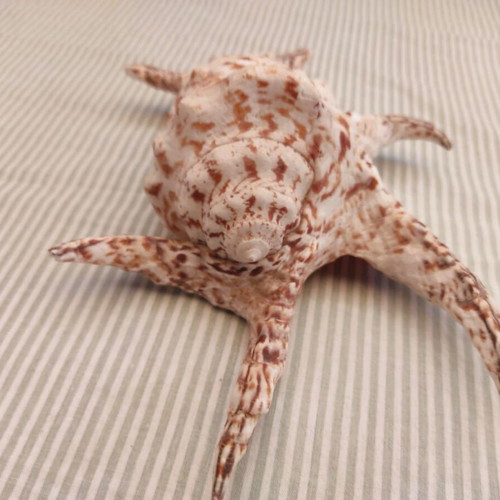 Natural Water Conch Shell Lambis Lambis used, 21 cm hexagonal
