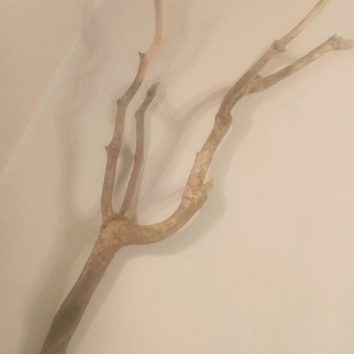Deadwood decorative wood refurbished with satin varnish