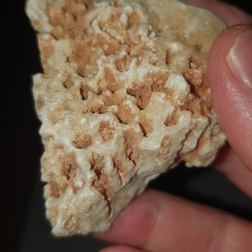 Fossilized coral from Northern Evros new, in box