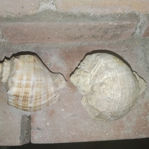 Large vintage natural sea shells Rapana from Black Sea, set of 2