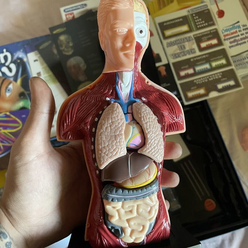 Human Body educational toy used with Chemistry and Magic School sets