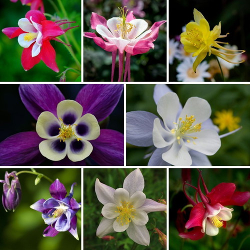 Aquilegia Vulgaris columbine flower seeds, multicolor mix, pack of 20