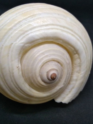 Όστρακο μεταχειρισμένο με περίμετρο 21 εκ. και ύψος 10 εκ.