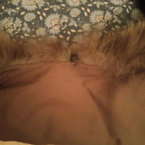 Fur collar used, etol with satin ribbon