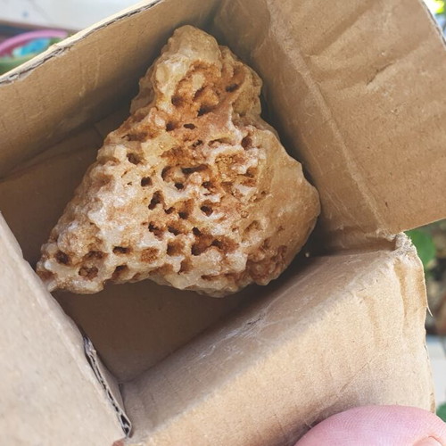 Fossilized coral from Northern Evros new, in box