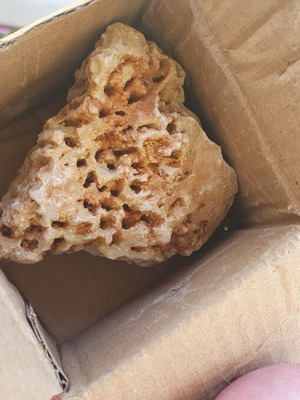Fossilized coral from Northern Evros new, in box