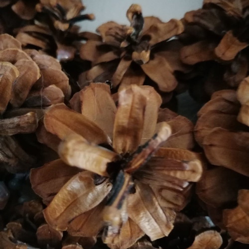 Wreath made of Greek opened pine cones used