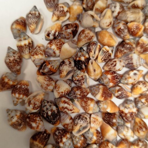 Columbella rustica shells, pack of 50, suitable for necklaces and bracelets