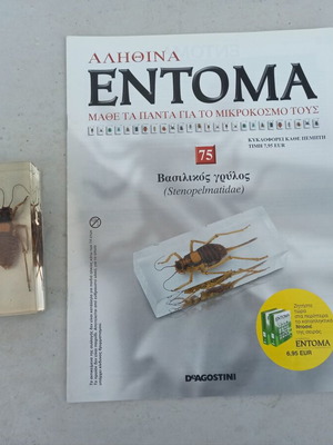 Royal Cricket insect from Deagostini True Insects series like new with book