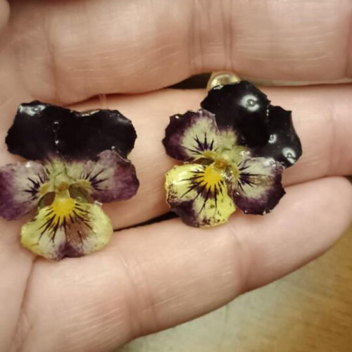 Earrings with real pansies new, blue multicolor