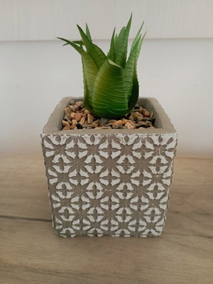 Decorative plant new