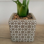 Decorative plant new