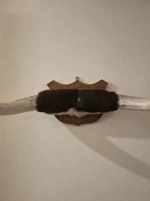 Vintage wall-mounted bull horns like new