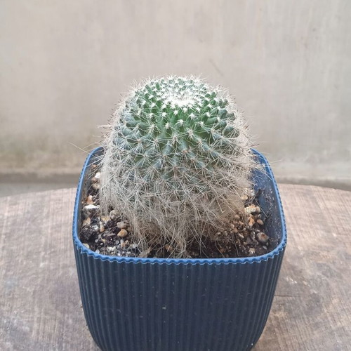 Notocactus graessneri albisetus cactus in blue plastic pot new