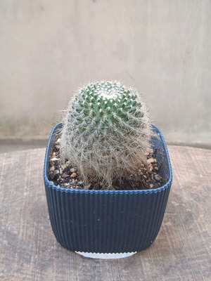 Κάκτος Notocactus graessneri albisetus σε μπλε πλαστικό γλαστράκι καινούργιο