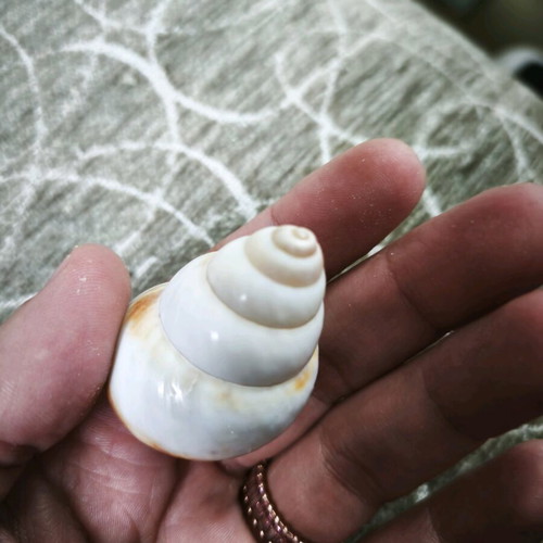 6 shells and 1 starfish all together