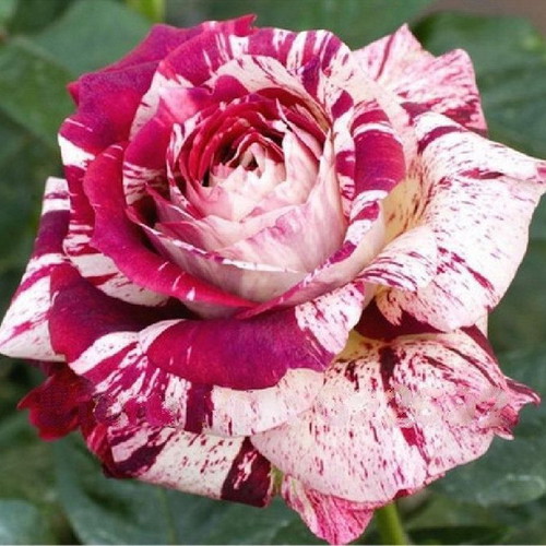 Pink Dragon bicolor rose seeds, pack of 25