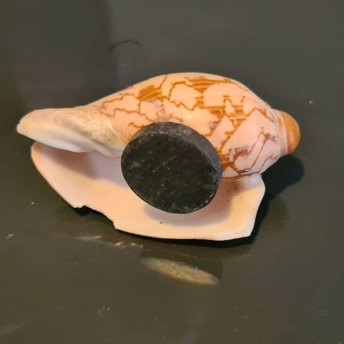 Souvenir shell magnet from Lefkada like new