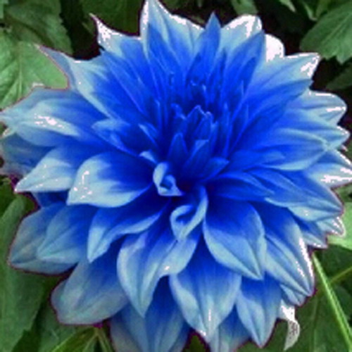 Dahlia Blue ornamental plant seeds, pack of 20