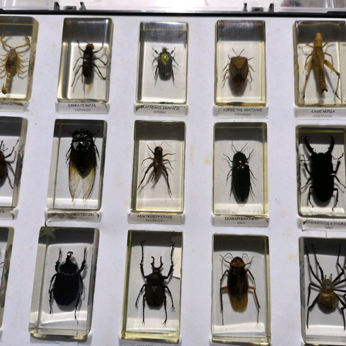 Deagostini real insects used collection, 39 pieces