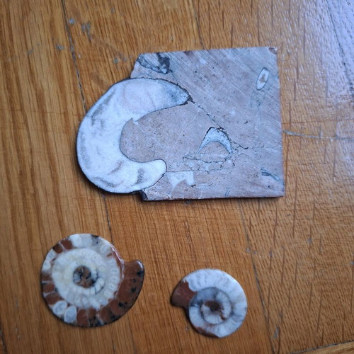 Polished Ammonite Fossils like new