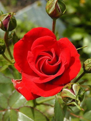 Red Rose seeds, pack of 25, high germination