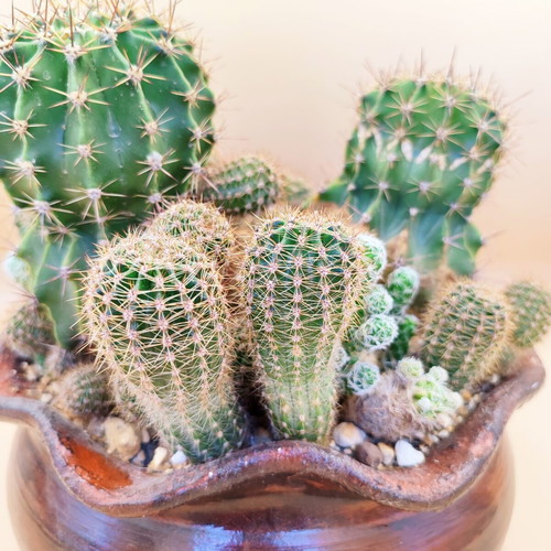 Cactus arrangement in ceramic pot new