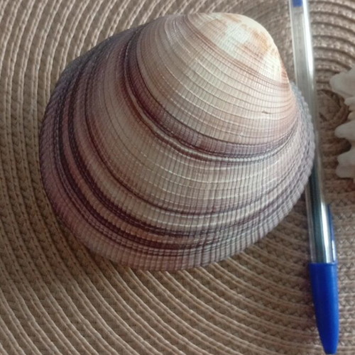 Spondylus and Antigona closed bivalve shells set, like new