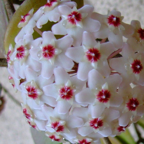 Hoya Carnosa seeds, 25 mix colors, scented climbing plant