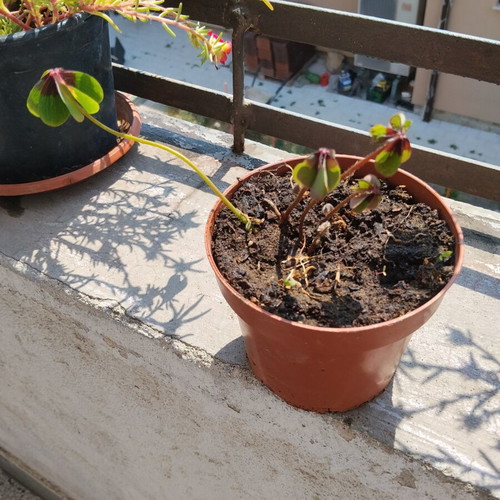 Oxalis four-leaf clover indoor plant in plastic pot