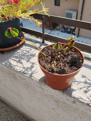 Oxalis four-leaf clover indoor plant in plastic pot