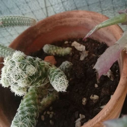 Mammillaria elongata Ladyfinger Cactus used with small plastic pot 8cm