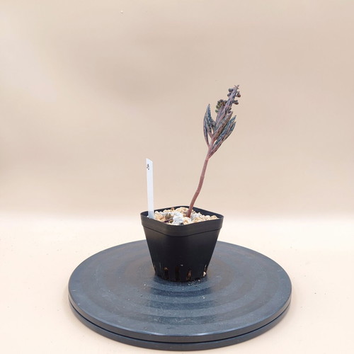 Mother of Thousands succulent plant, mini pot