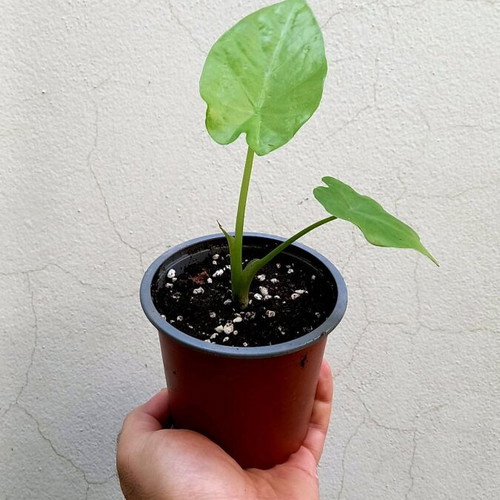 Alocasia odora baby plants new, healthy and resilient