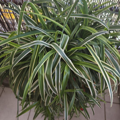 Spider Plant Chlorophytum comosum new with many offshoots