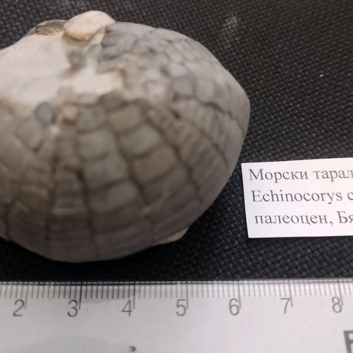 Sea urchin fossil used, from Bulgaria