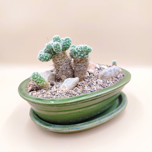Mammillaria gracilis bonsai cactus in ceramic pot new