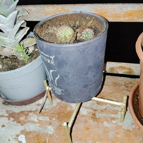 Echinopsis small spherical cactus set of two with dense spines in decorative pot