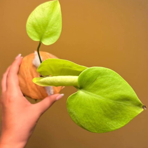 Monstera Deliciosa Lime Variegata plant