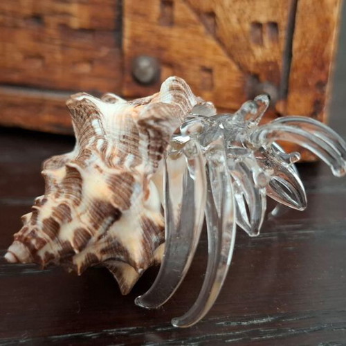 Decorative collection of real shells with crystal new