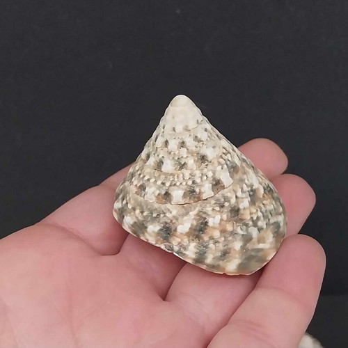 Collection of Exotic Seashells and Corals like new, 11 natural specimens
