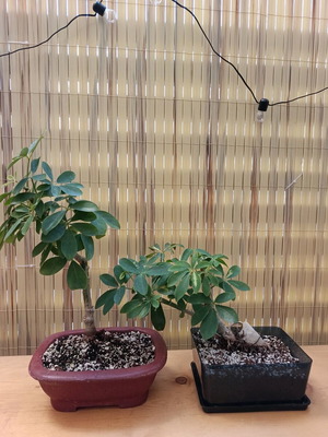Schefflera μπονσάι, πακέτο 2, καινούργια