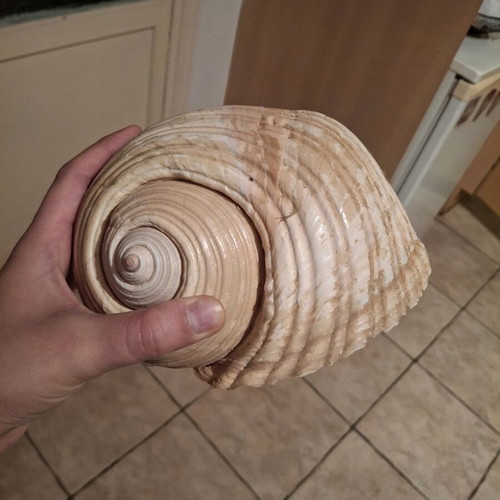 Rare sea shells like new, Bourou, Tona, Charonia